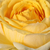 Rumena - Vrtnica čajevka - Venusic